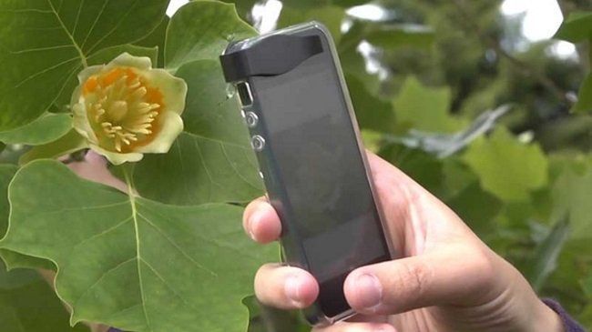 Plantnet : découvrez le nom d’une plante juste en la photographiant #3