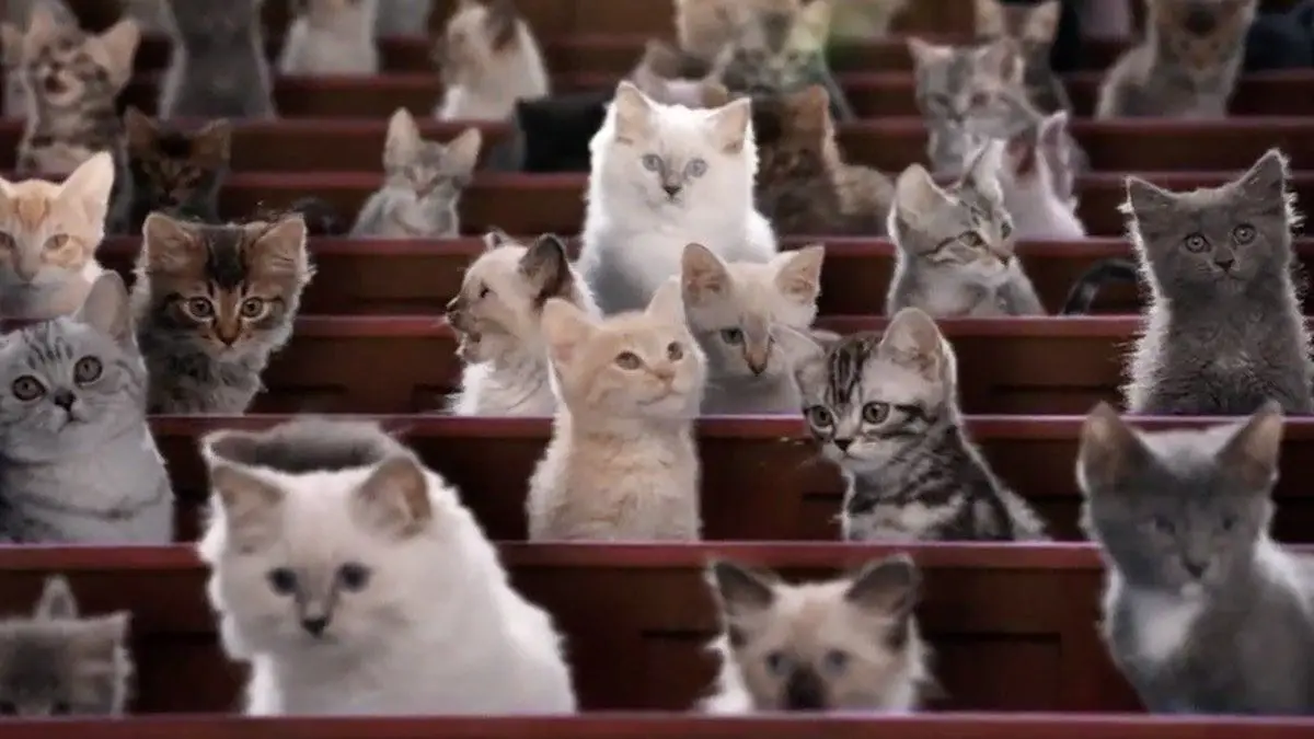 Kitten Kollege : une université pour les Chatons