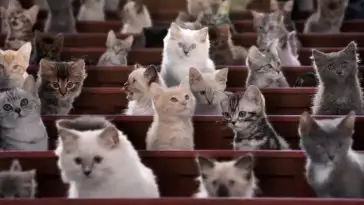Kitten Kollege : une université pour les Chatons