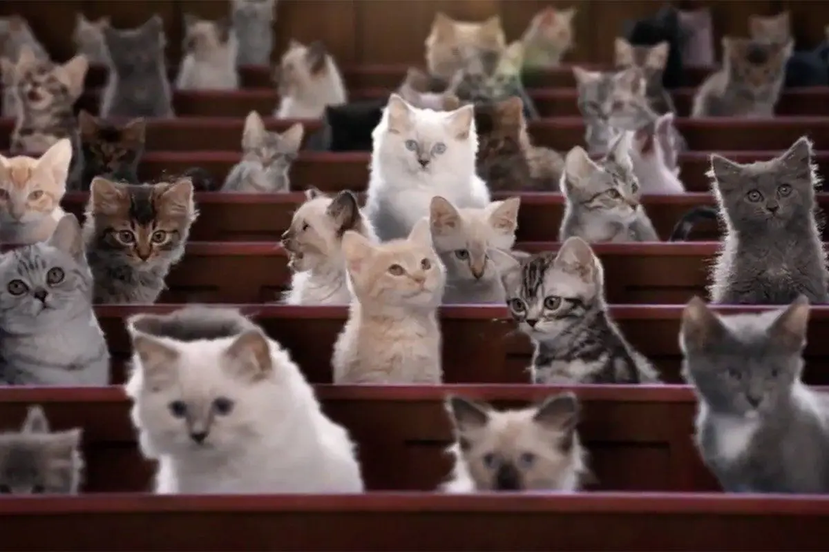 Kitten Kollege : une université pour les Chatons