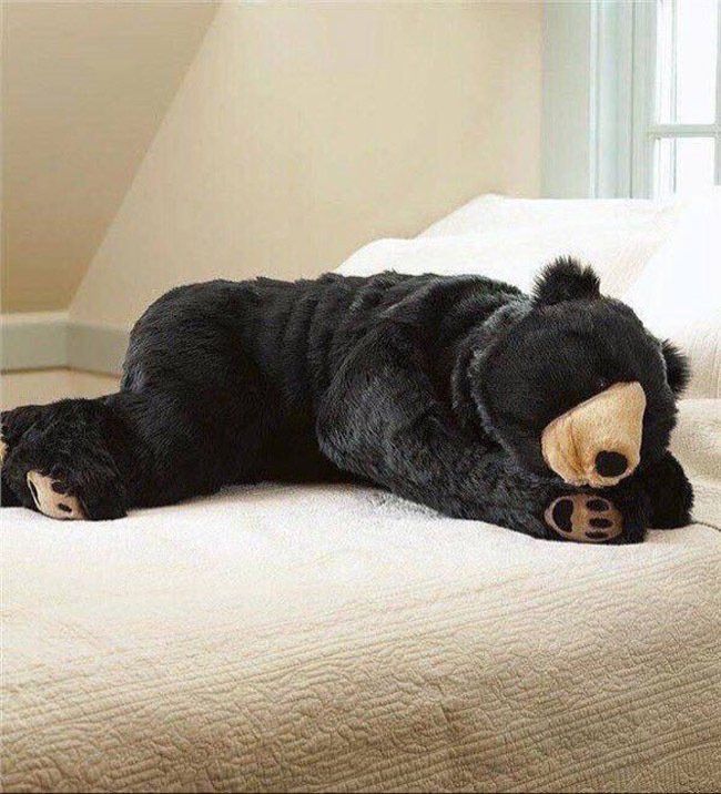 Un sac de couchage Ours pour hiberner cet hiver