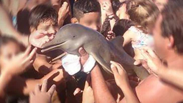 Ils tuent un bébé dauphin juste pour faire des selfies