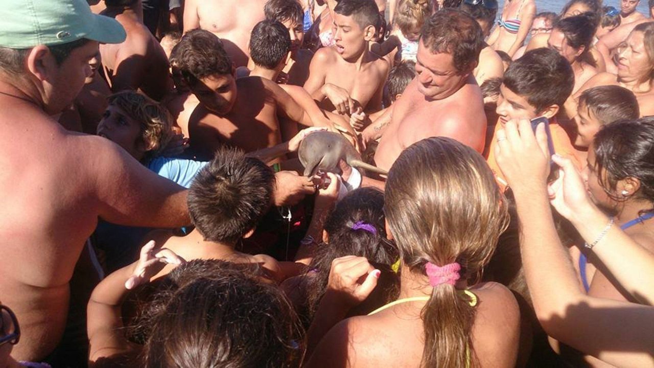 Ils tuent un dauphin juste pour faire des selfies
