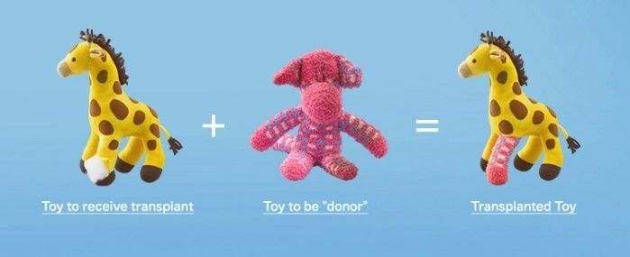 Des greffes de peluches pour inciter au don d’organes #2