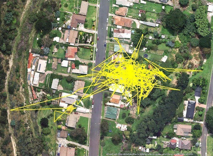 Un GPS pour chat traque les déplacements nocturnes de votre félin