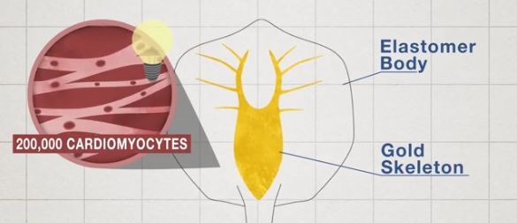 Ils créent un animal artificiel à partir d ‘une imprimante 3D #4