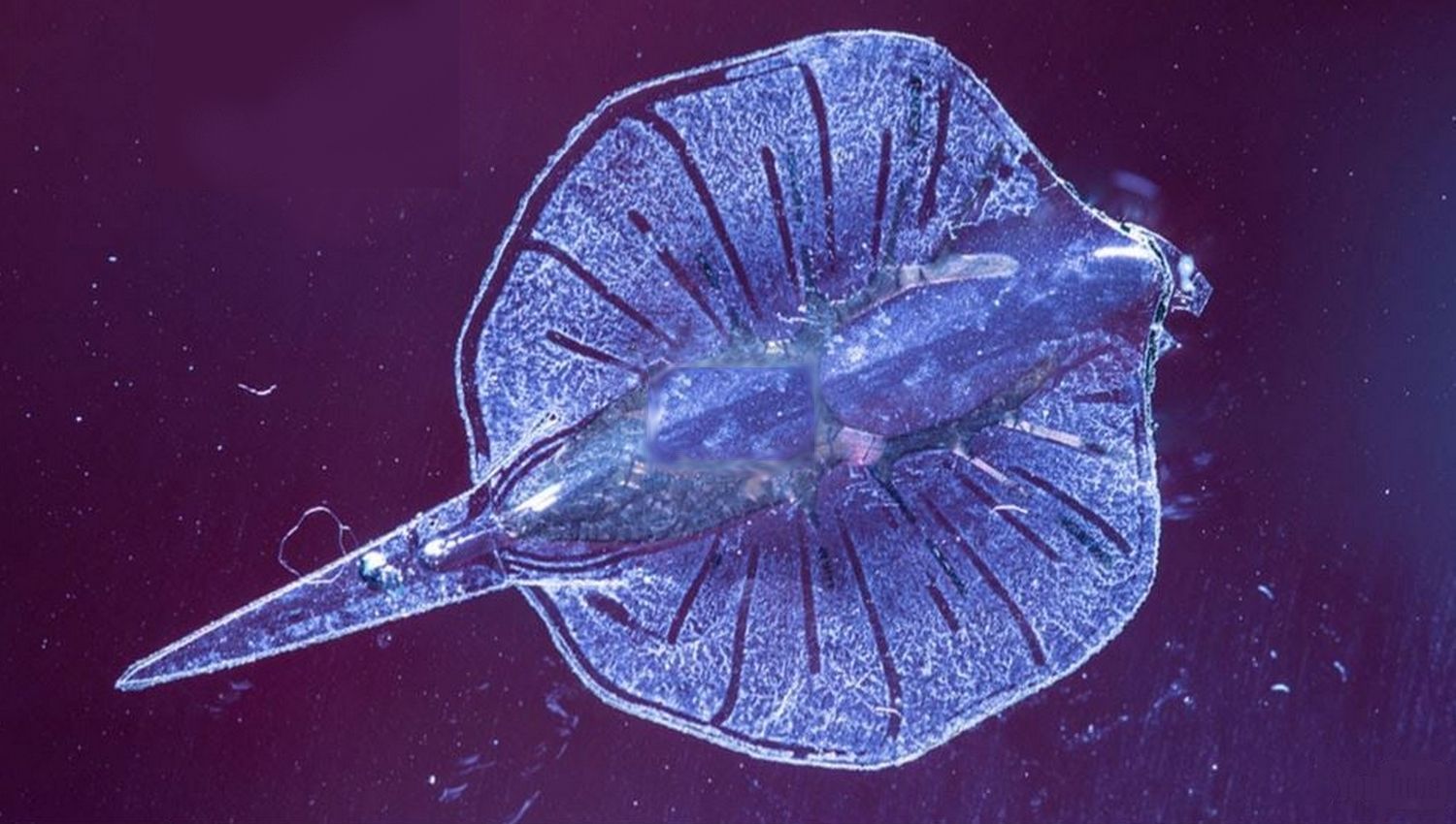 Ils créent un animal artificiel à partir d ‘une imprimante 3D
