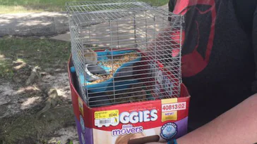 Ils sauvent 27 animaux en jouant à Pokémon GO