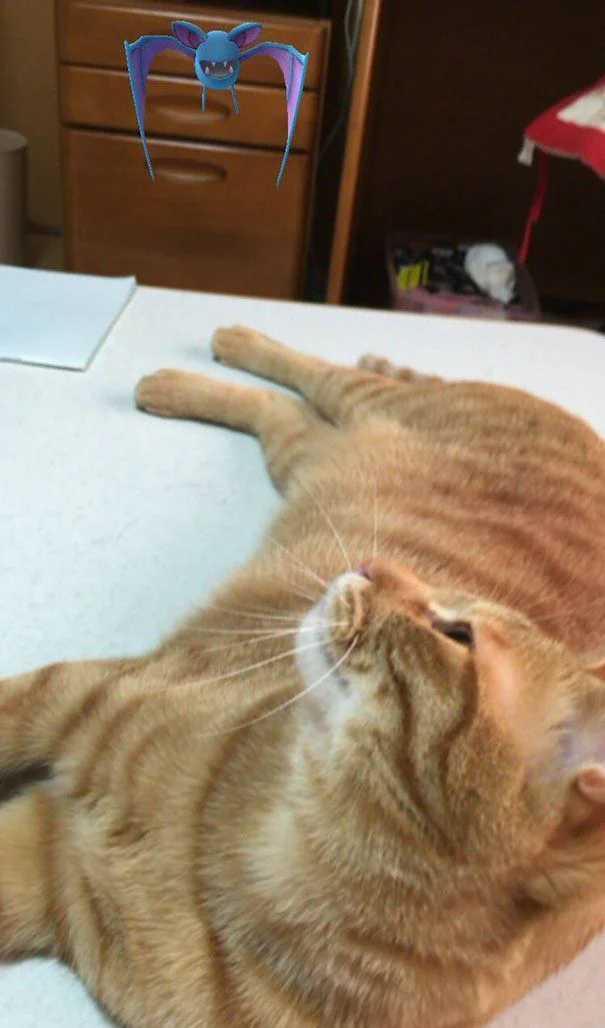 Paranormal : les animaux sont-ils capables de « voir » les Pokémon ? #11