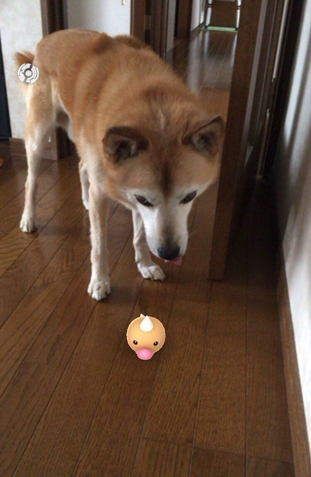 Paranormal : les animaux sont-ils capables de « voir » les Pokémon ? #14