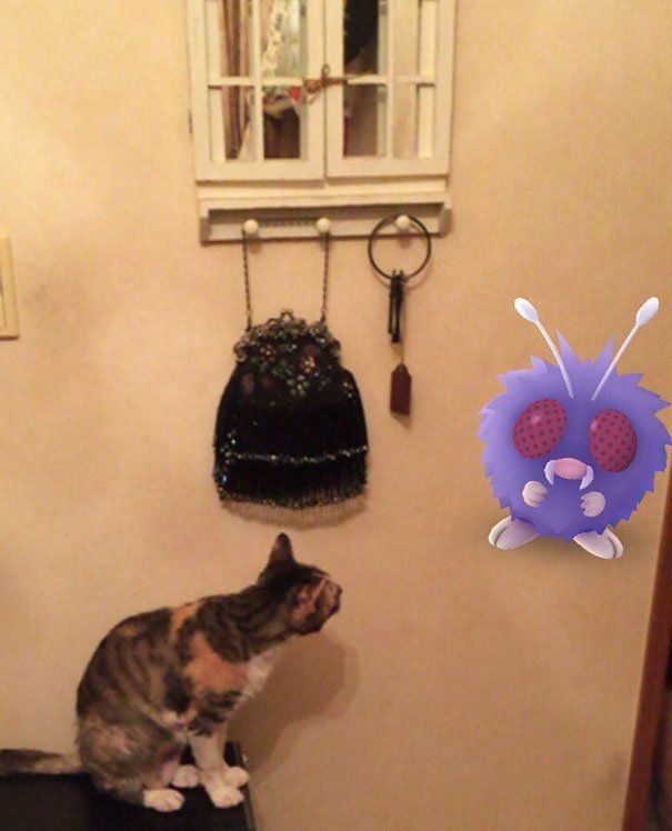 Paranormal : les animaux sont-ils capables de « voir » les Pokémon ? #19