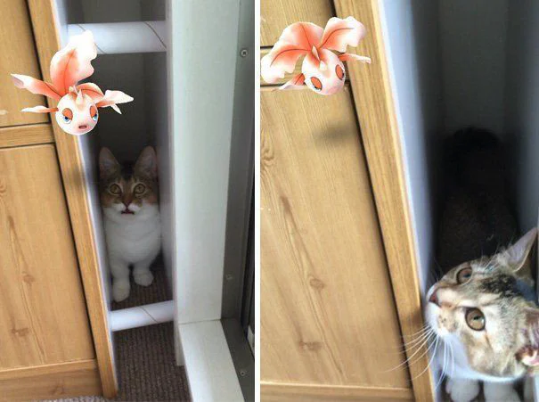 Paranormal : les animaux sont-ils capables de « voir » les Pokémon ? #12