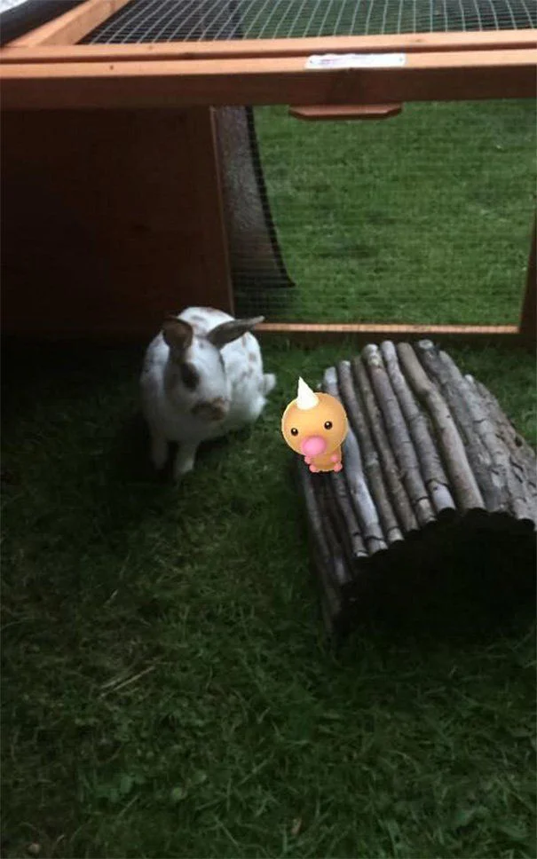 Paranormal : les animaux sont-ils capables de « voir » les Pokémon ? #10