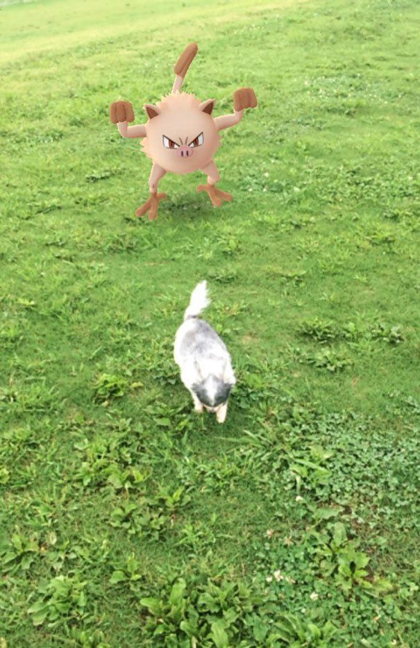 Paranormal : les animaux sont-ils capables de « voir » les Pokémon ? #16