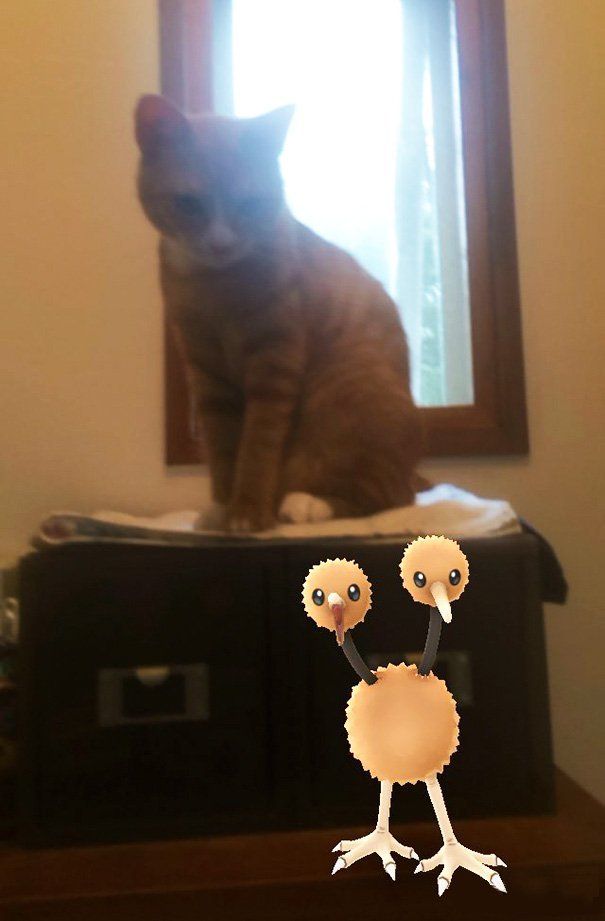 Paranormal : les animaux sont-ils capables de « voir » les Pokémon ? #7