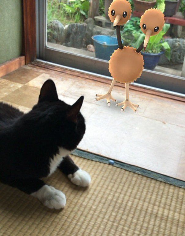 Paranormal : les animaux sont-ils capables de « voir » les Pokémon ? #5
