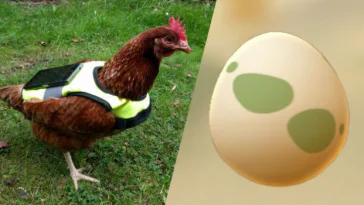 Astuce Pokemon GO : il utilise une poule pour faire éclore ses oeufs