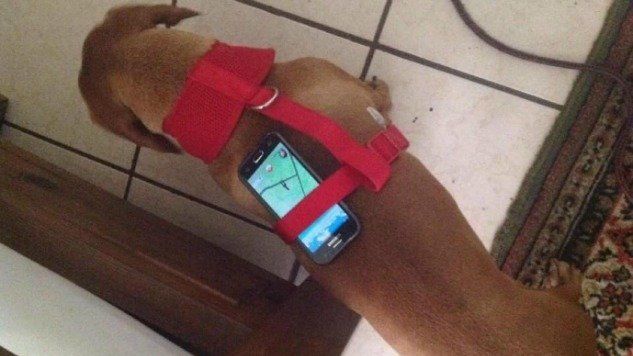 Astuce Pokemon GO : il utilise une poule pour faire éclore ses oeufs #3