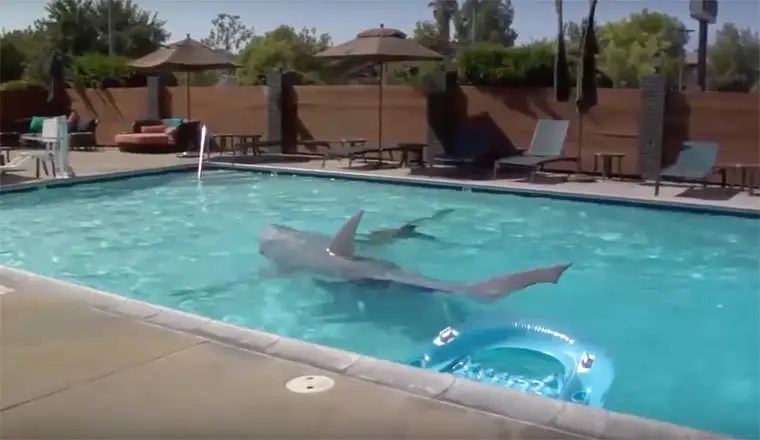 Ce déguisement de requin va vous glacer le sang #5