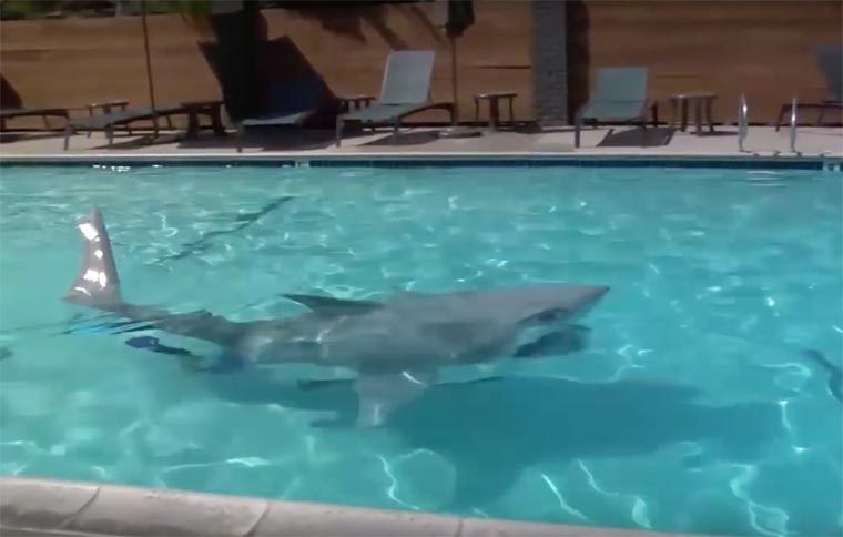 Ce déguisement de requin va vous glacer le sang #4