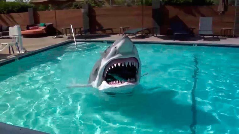 Ce déguisement de requin va vous glacer le sang
