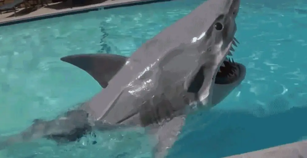 Ce déguisement de requin va vous glacer le sang #2