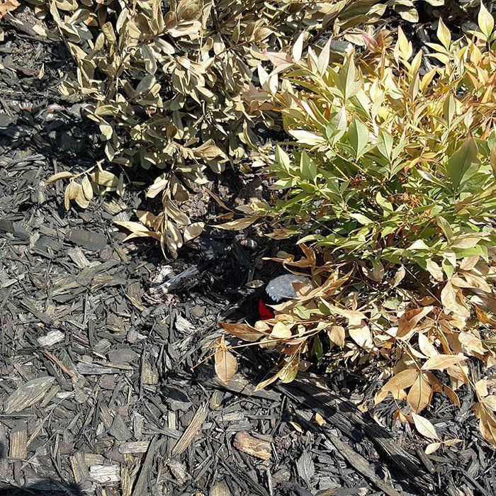 Pokémon GO : Elle tricote des Pokémons en laine qu’elle cache près de Pokéstops #7