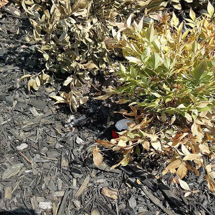 Pokémon GO : Elle tricote des Pokémons en laine qu’elle cache près de Pokéstops #7