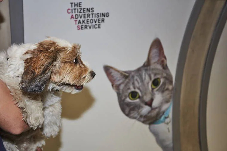 A Londres, les chats ont envahi le métro #5