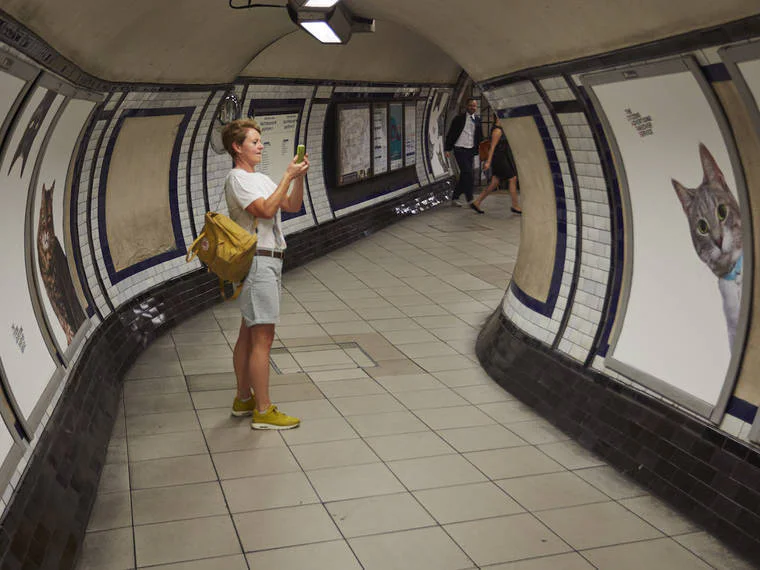 A Londres, les chats ont envahi le métro #11