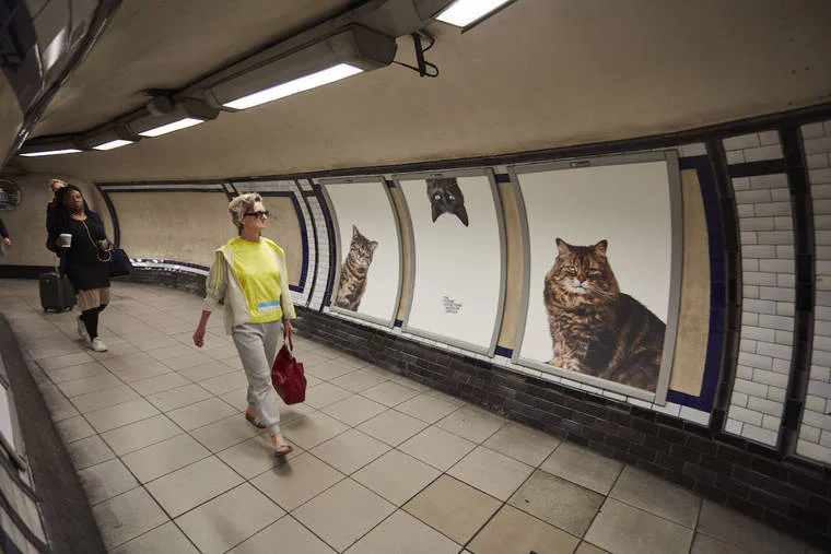 A Londres, les chats ont envahi le métro #8