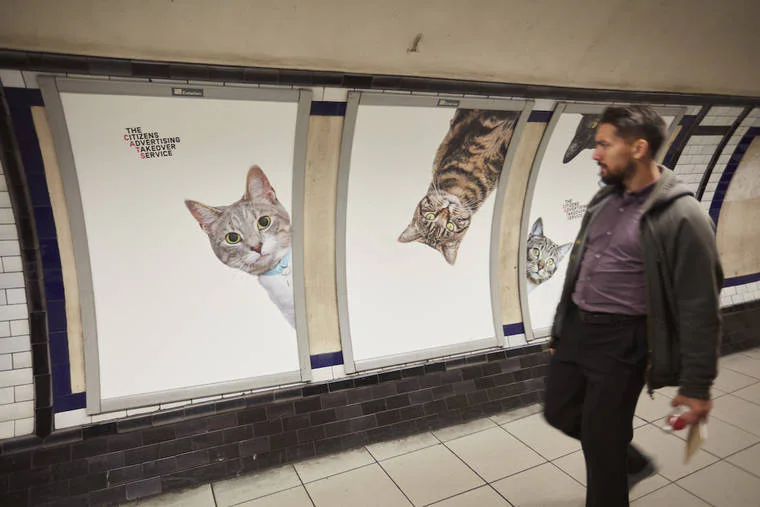 A Londres, les chats ont envahi le métro