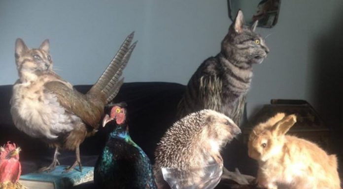 Un chat mort recyclé en sac à main de luxe #3