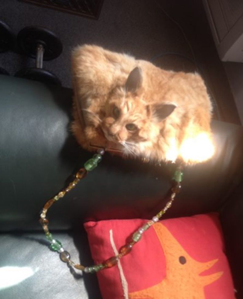 Un chat mort recyclé en sac à main de luxe #2