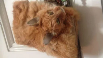 Un chat mort recyclé en sac à main de luxe