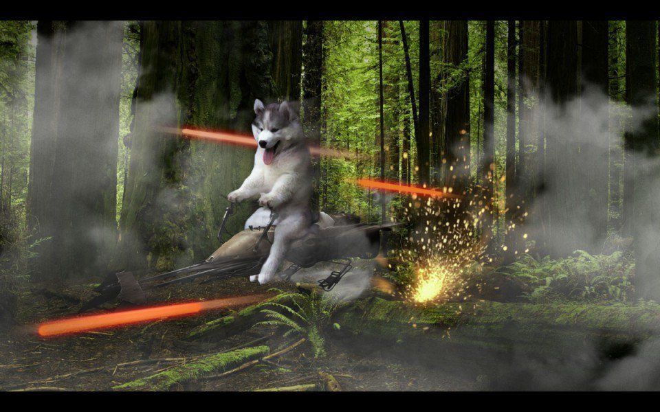 Photoshop : un husky dans un cocotier devient la coqueluche des internautes #5