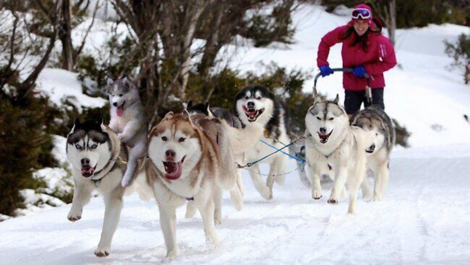 Photoshop : un husky dans un cocotier devient la coqueluche des internautes #12