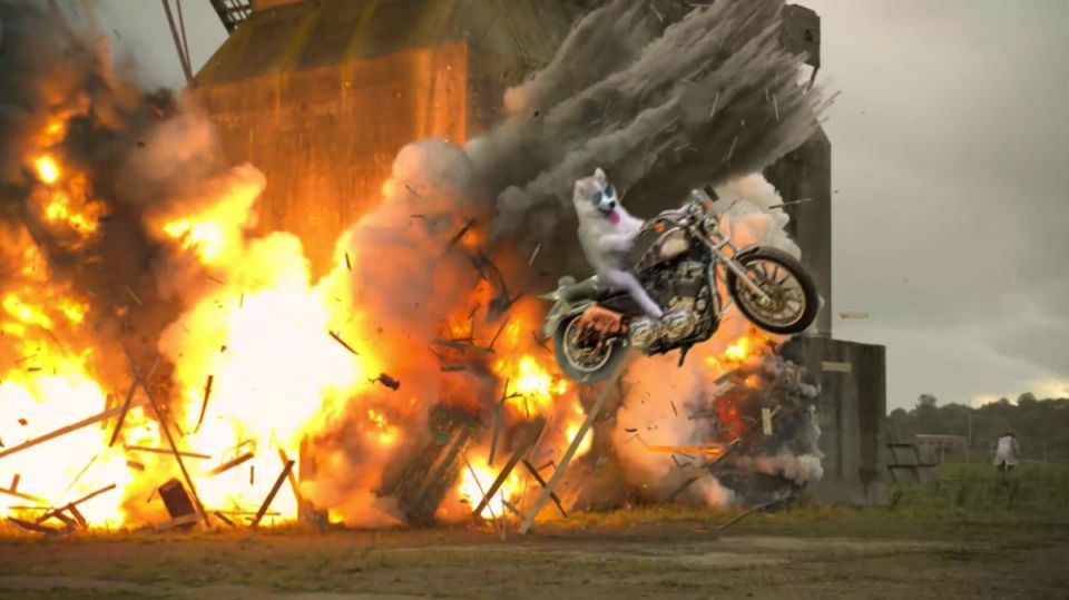 Photoshop : un husky dans un cocotier devient la coqueluche des internautes #9