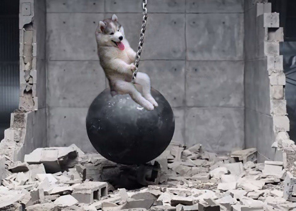 Photoshop : un husky dans un cocotier devient la coqueluche des internautes #3