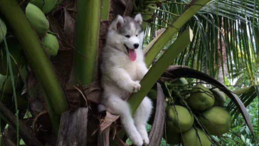 Photoshop : un husky dans un cocotier devient la coqueluche des internautes