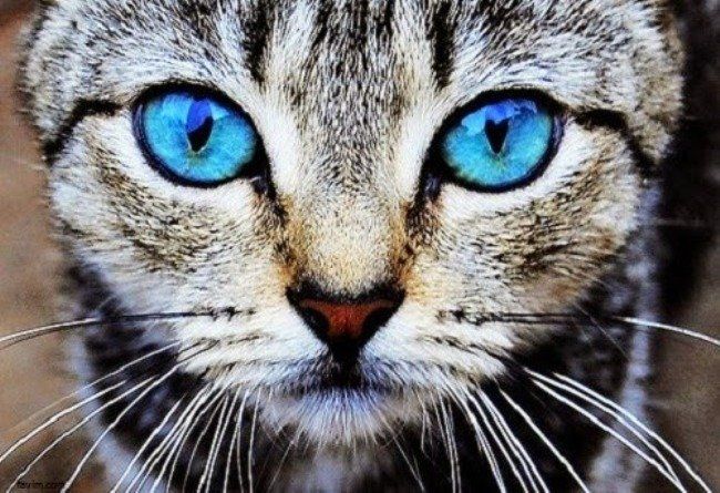 Surnommé le garçon-chat, ce jeune chinois peut voir dans le noir #3