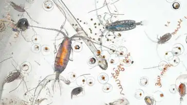 Voilà à quoi ressemble une goutte d’eau agrandie 25 fois