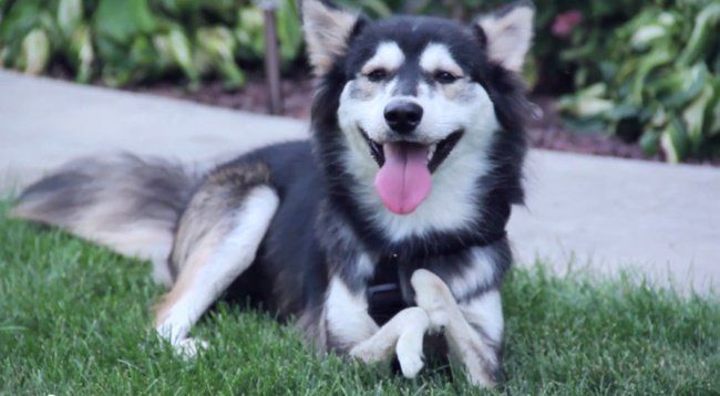 Impression 3D : ce chien handicapé se déplace à l’aide de prothèses sur-mesure