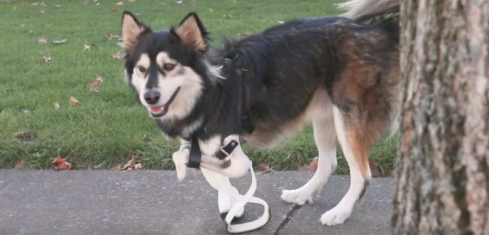 Impression 3D : ce chien handicapé se déplace à l’aide de prothèses sur-mesure #3