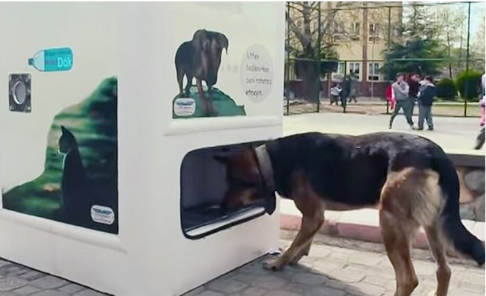 Le recyclage de vos bouteilles peut aider à nourrir les animaux #2