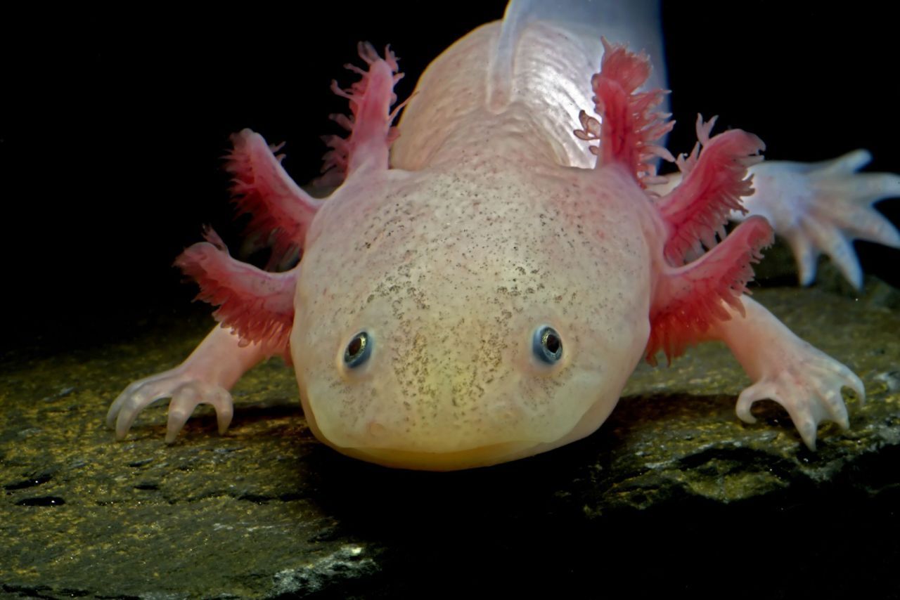 Walking your Octopus : prenez une pieuvre comme animal de compagnie