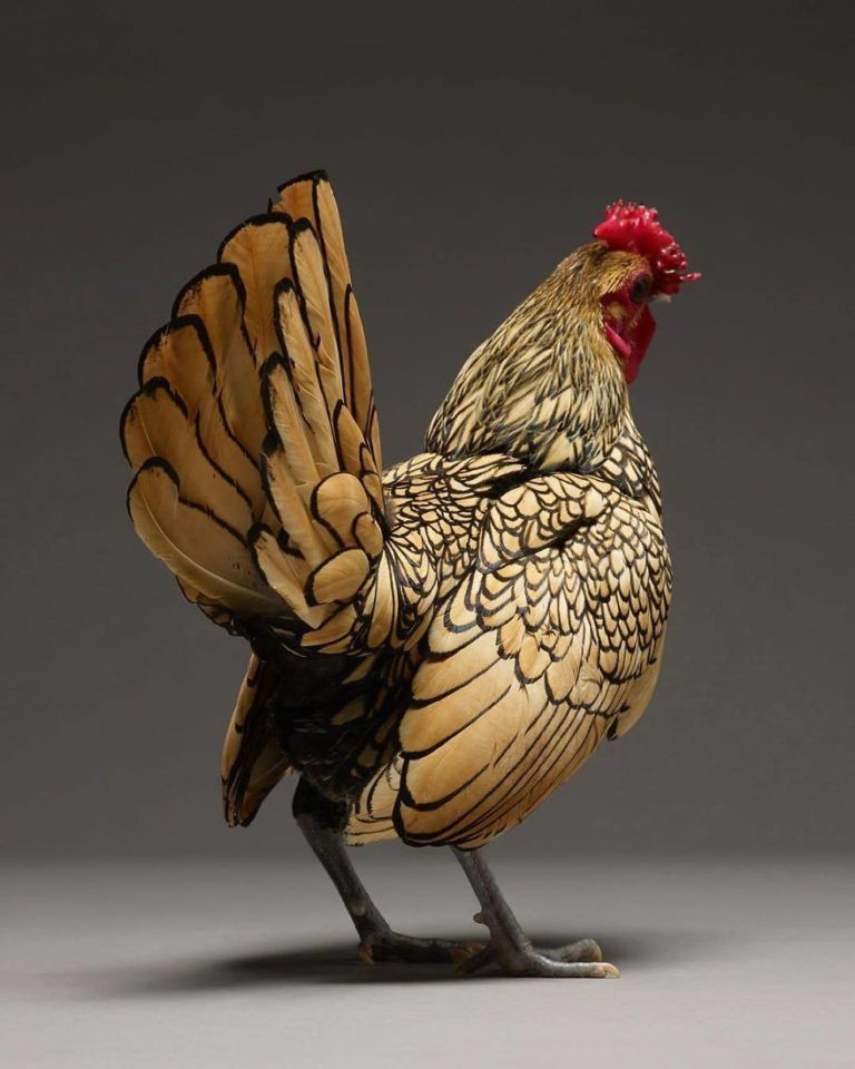 CHICken : les plus belles poules du monde à l’honneur dans une série de photos insolites #25