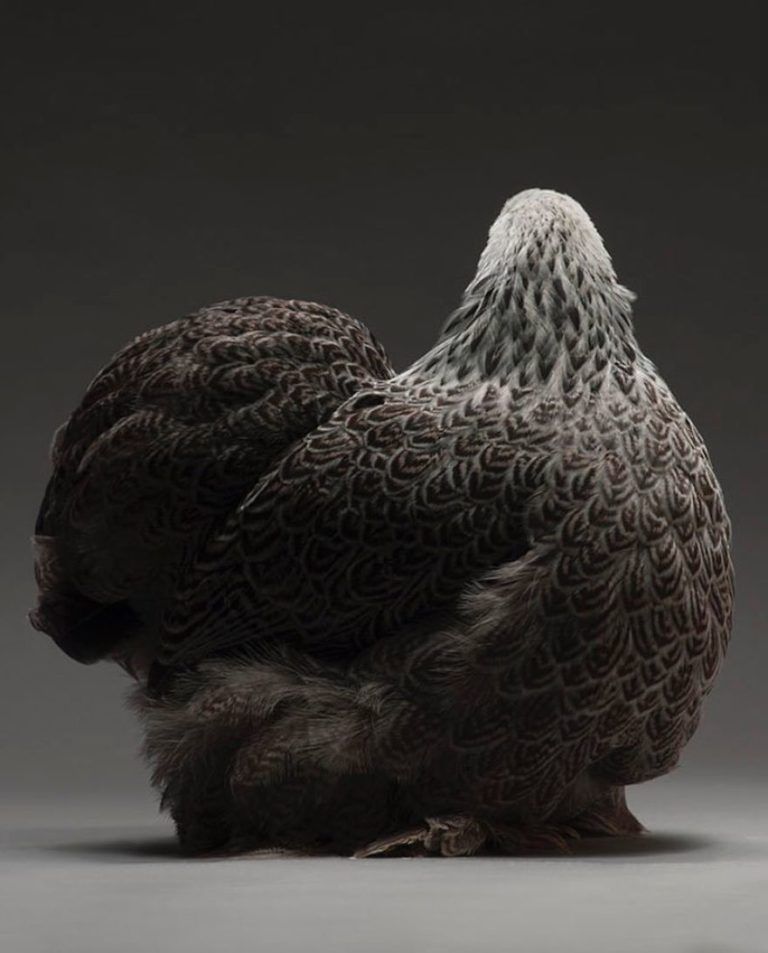 CHICken : les plus belles poules du monde à l’honneur dans une série de photos insolites #24