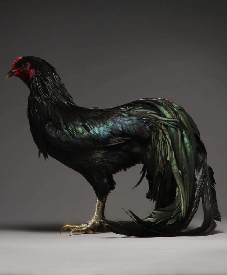 CHICken : les plus belles poules du monde à l’honneur dans une série de photos insolites #23