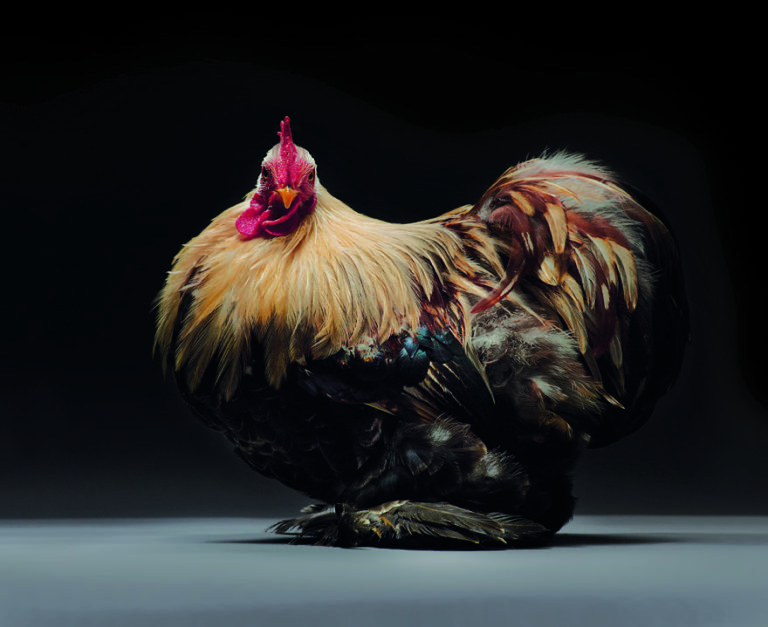CHICken : les plus belles poules du monde à l’honneur dans une série de photos insolites #22